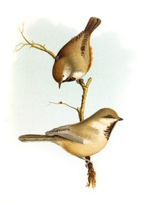 Boreal Chickadee Parus Hudsonicus