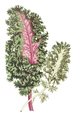 Brassica Sinenis Var Vintage Leaf Illustrations