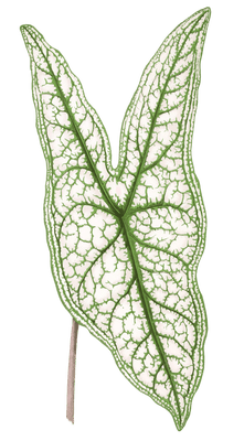 Caladium Belleymii Vintage Leaf Illustrations