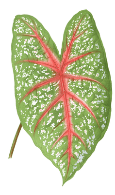 Caladium Chantini