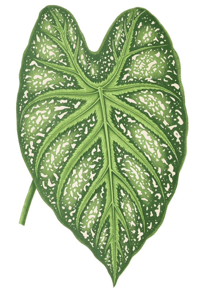 Caladium Mirabile Vintage Leaf Illustrations