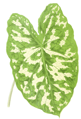 Caladium Pictum