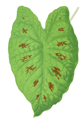 Caladium Verschaffelti