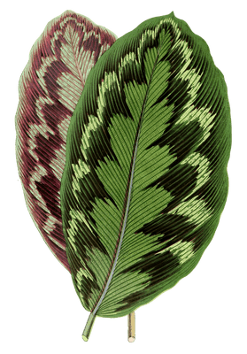 Calathea Veitchiana Vintage Leaf Illustrations