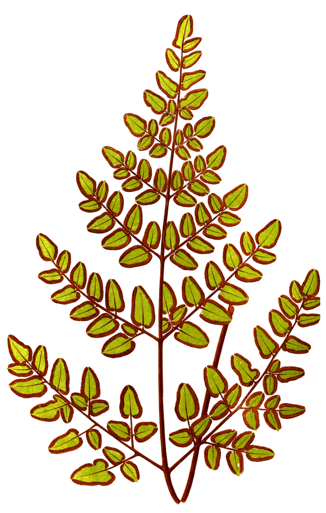 Chelianthes Pteroides Vintage Fern Illustrations
