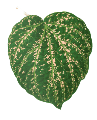 Cissus Porphyrophyllus