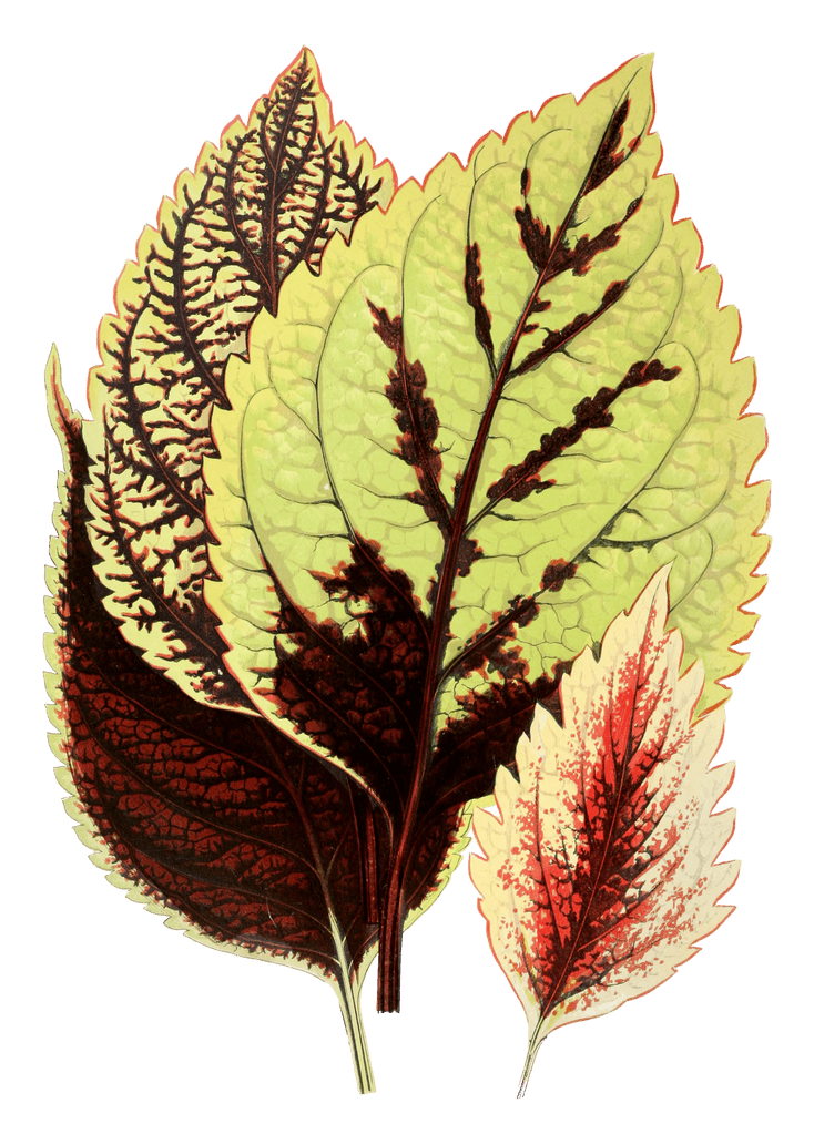 Coleus Blumei Vintage Leaf Illustrations
