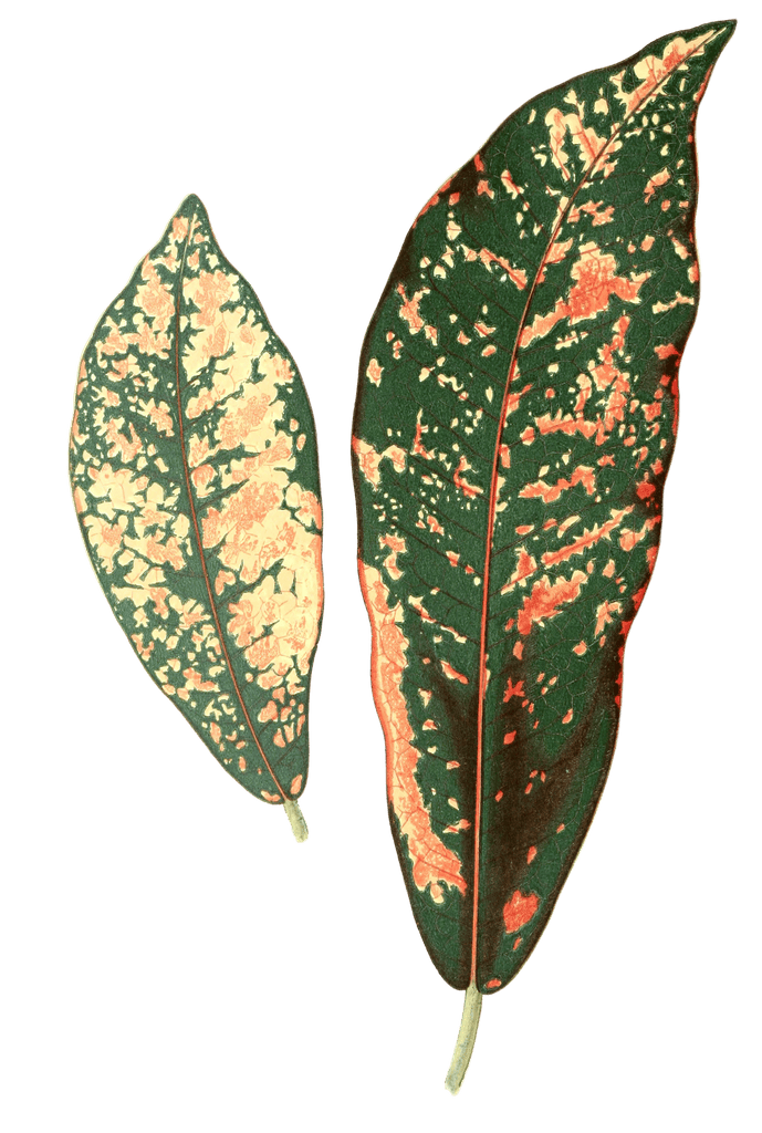 Croton Pictum