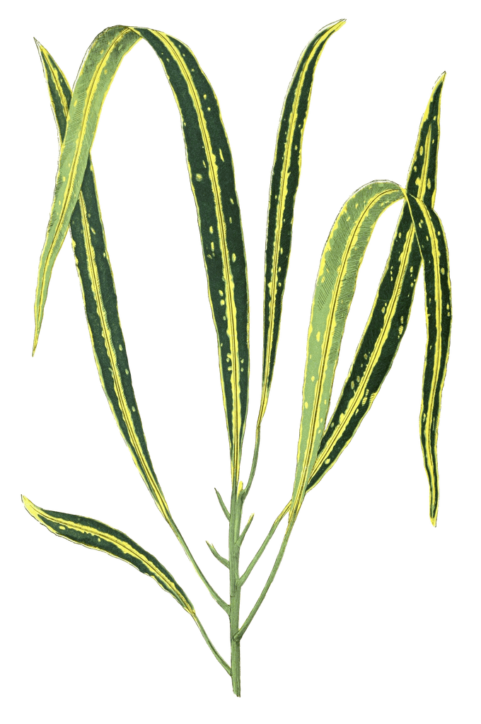 Croton Variegatum Angustifolium