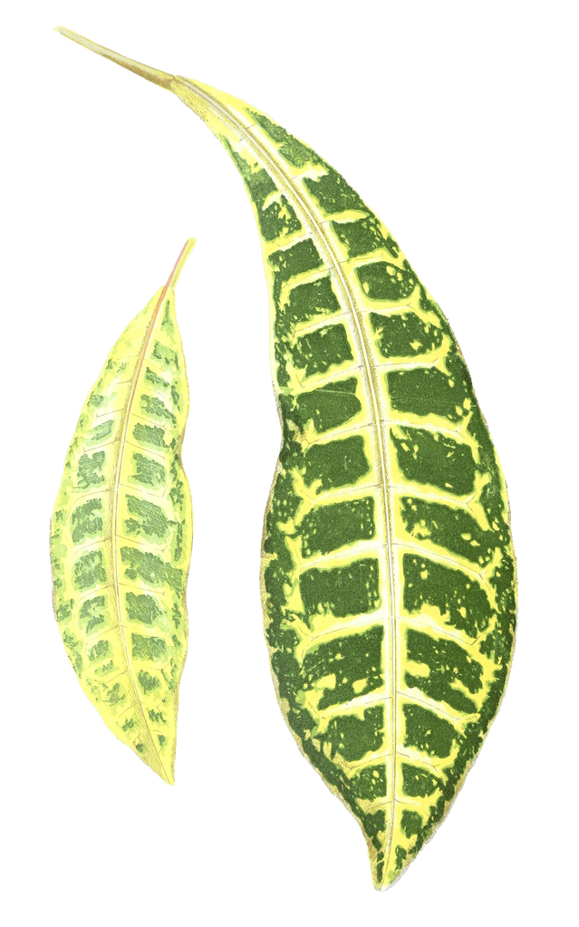 Croton Variegatum
