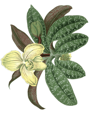 Cyphipedium Concolor Vintage Leaf Illustrations