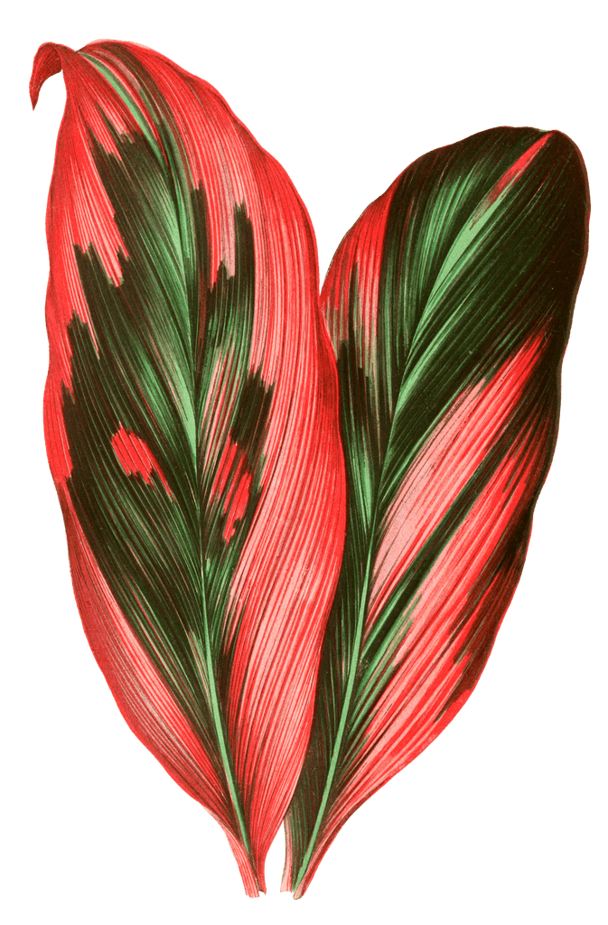 Dracaena Terminalis Vintage Leaf Illustrations