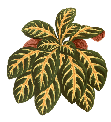 Eranthemum Igneum Vintage Leaf Illustrations