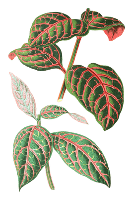 Eranthemum Sanguinolentum Vintage Leaf Illustrations