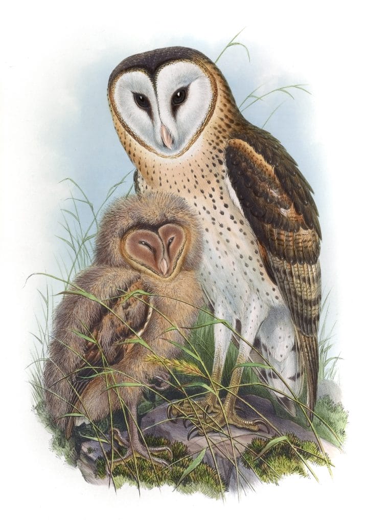 Grass Owl Strix Candida