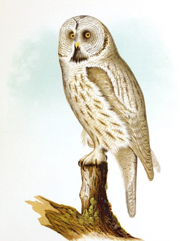 Great Grey Owl Ulula Cinerea Lapponica