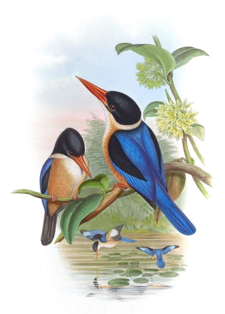 Halcyon Atricapillus Black Capped Kingfisher