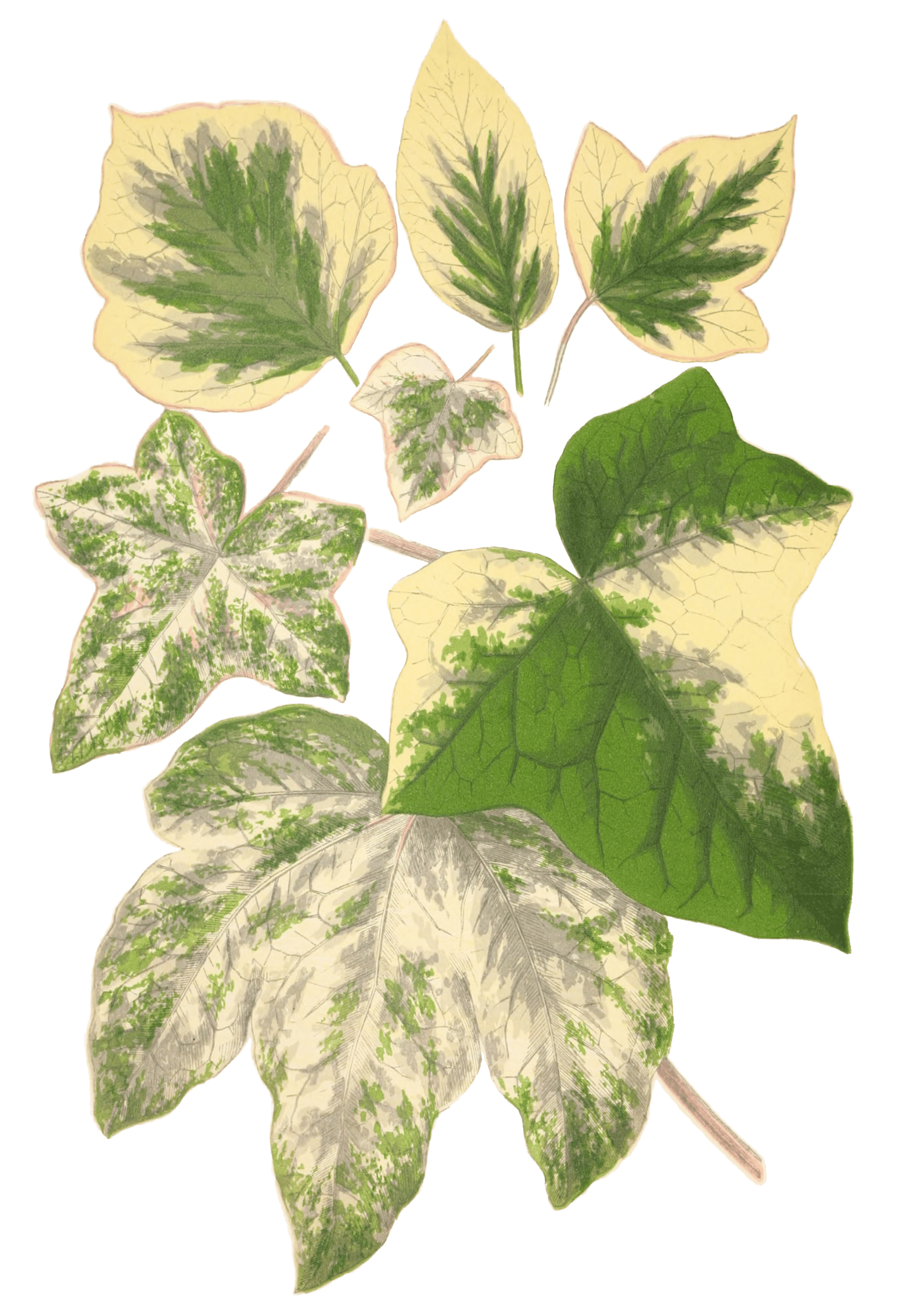 Hedera Helix Variegata