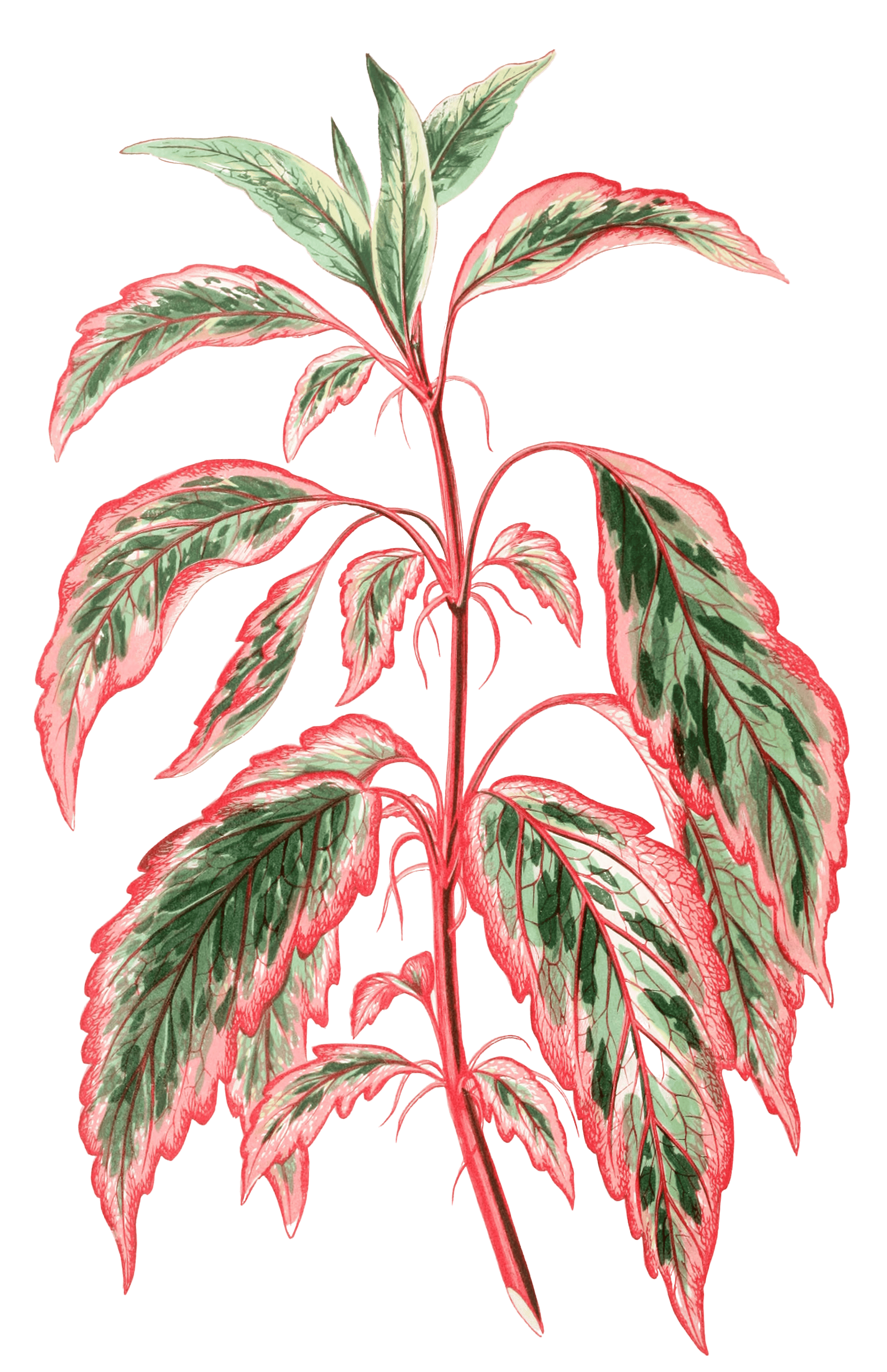 Hibiscus Cooperii Vintage Leaf Illustrations