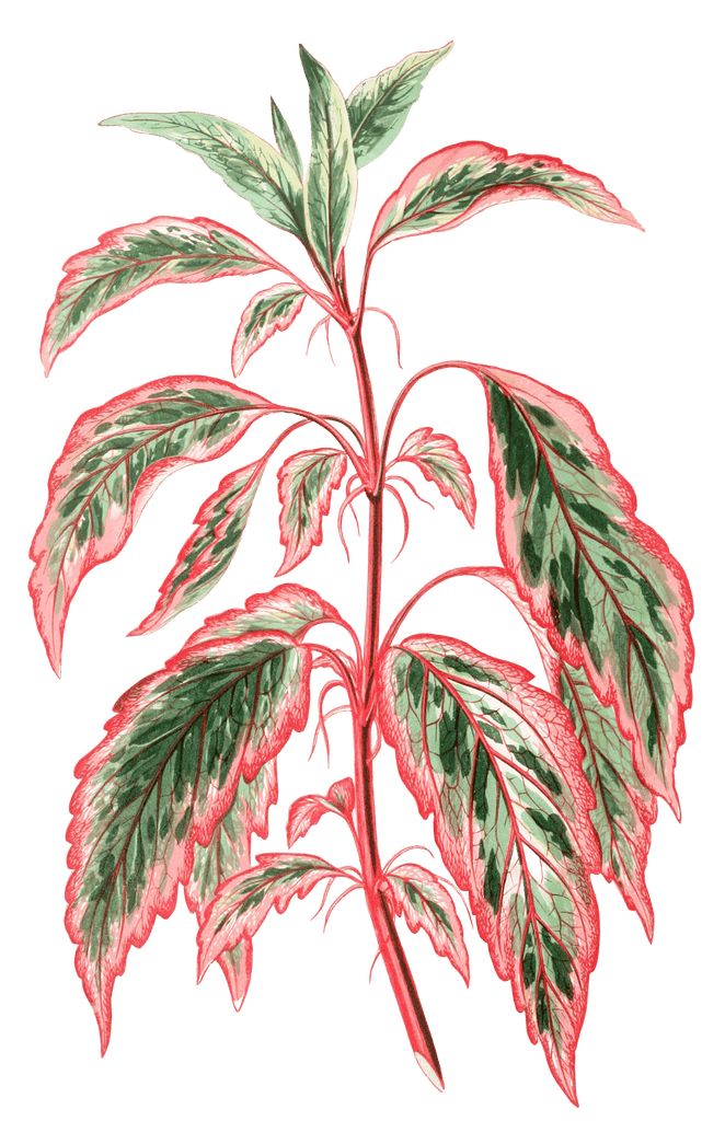 Hibiscus Cooperii Vintage Leaf Illustrations
