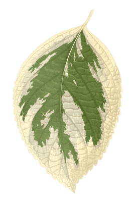 Hydrangea Japonica Variegata