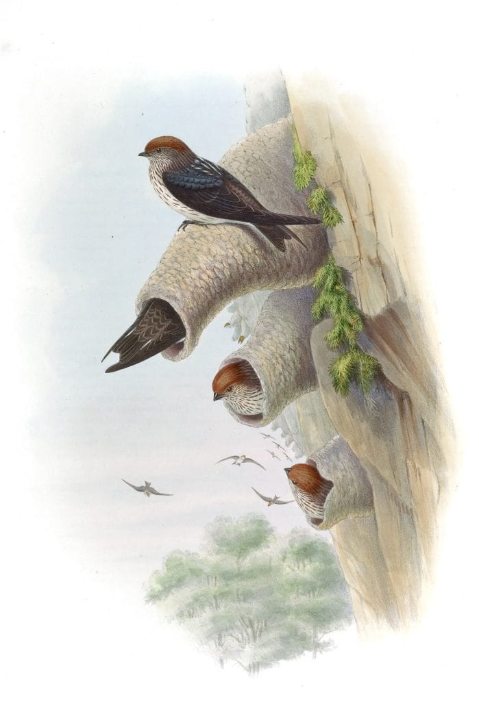 Indian Cliff Swallow Lagenoplastes Fluvicola
