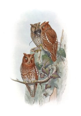 Indian Scops Owl Scops Pennata