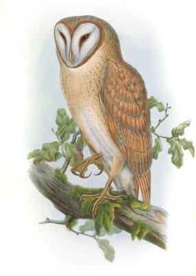 Indian Screech Owl Strix Indica