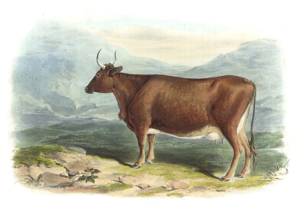 Kerry Breed Vintage Illustrations Of Farm Animals Public Domain