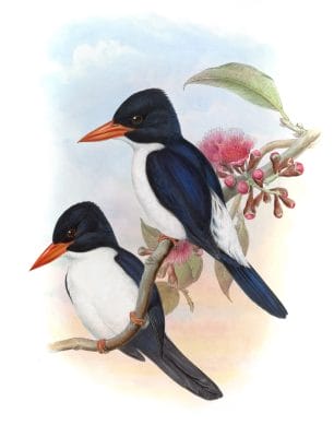 Kingfisher Halcyon Fulcidus