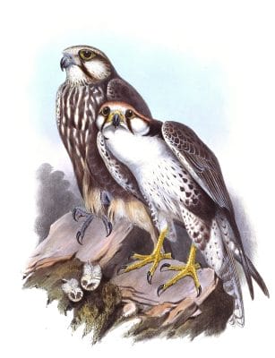 Laggar Falcon