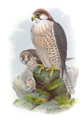 Lanner Falcon Falco Lanarius