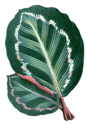 Maranta Illustris Vintage Leaf Illustrations