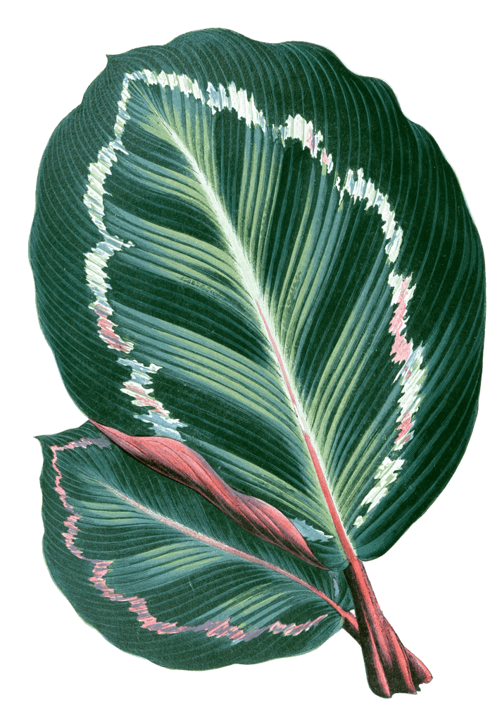 Maranta Illustris Vintage Leaf Illustrations