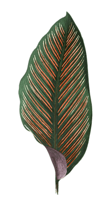 Maranta Regalis