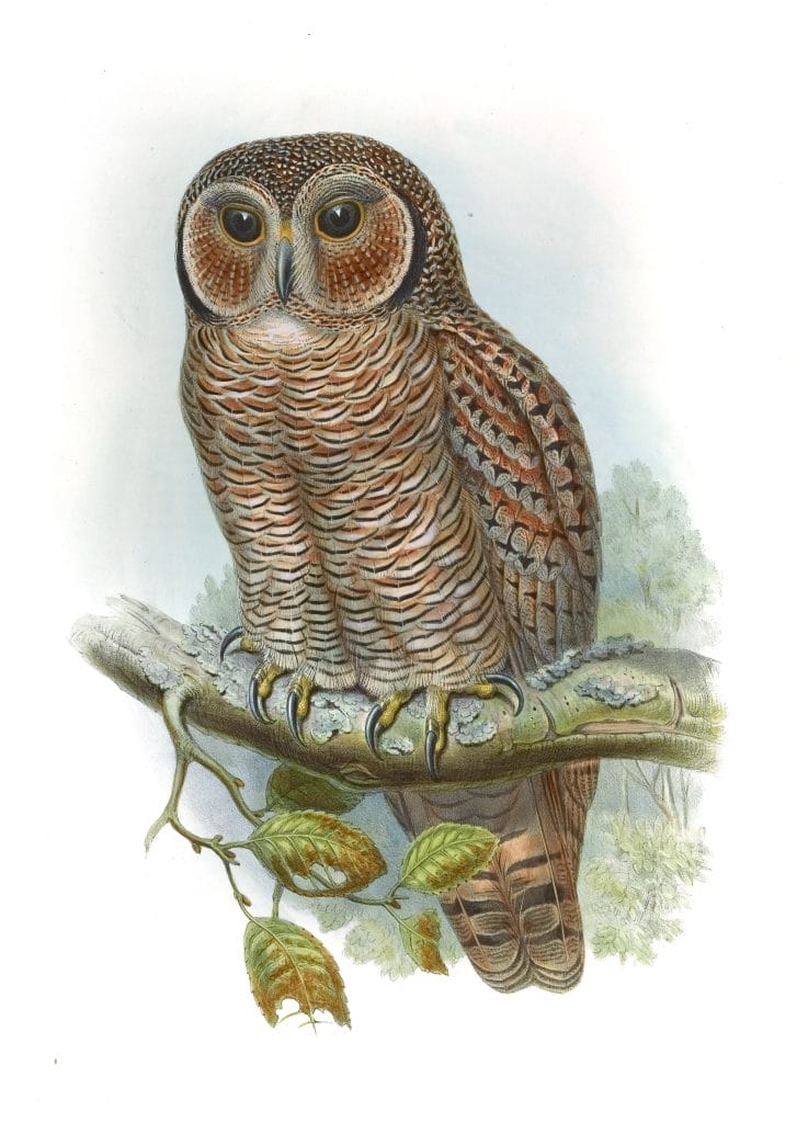 Mottled Wood Owl Syrnium Ocellatum