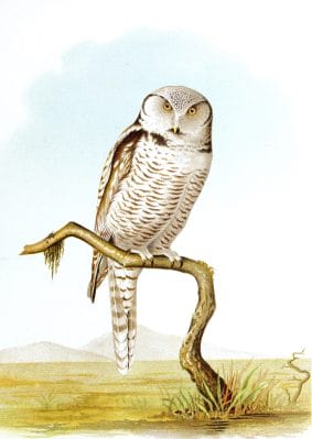 Northern Hawk Owl Surnia Ulula
