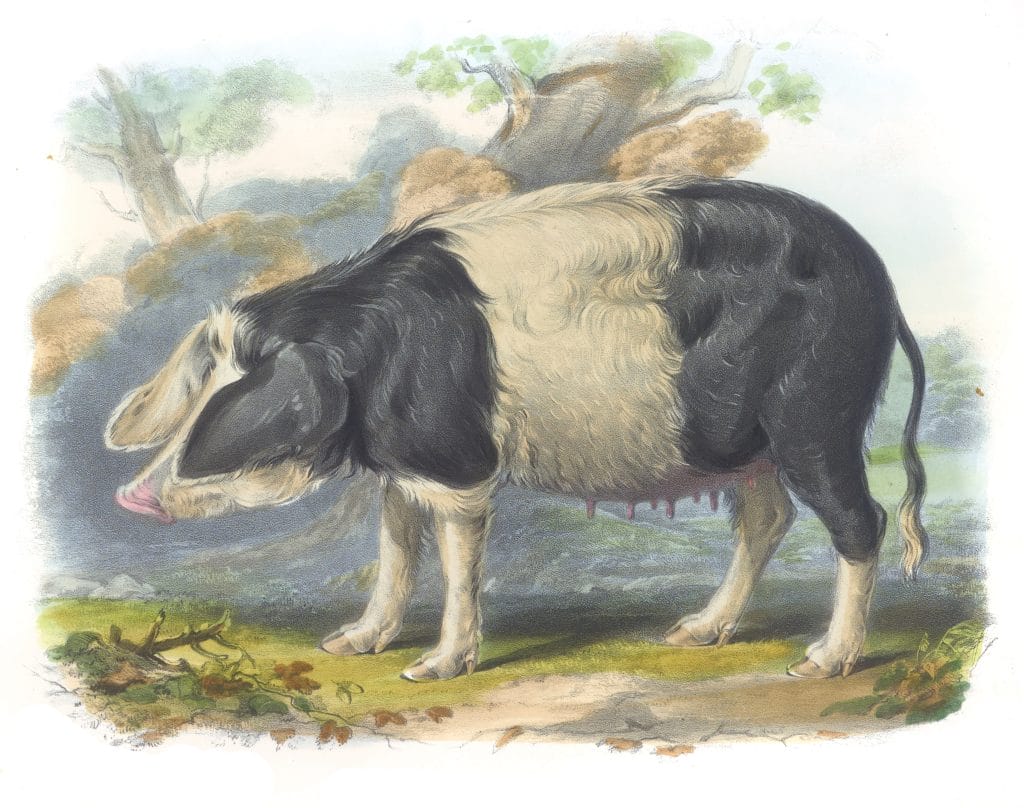 Old English Breed Vintage Illustrations Of Farm Animals Public Domain
