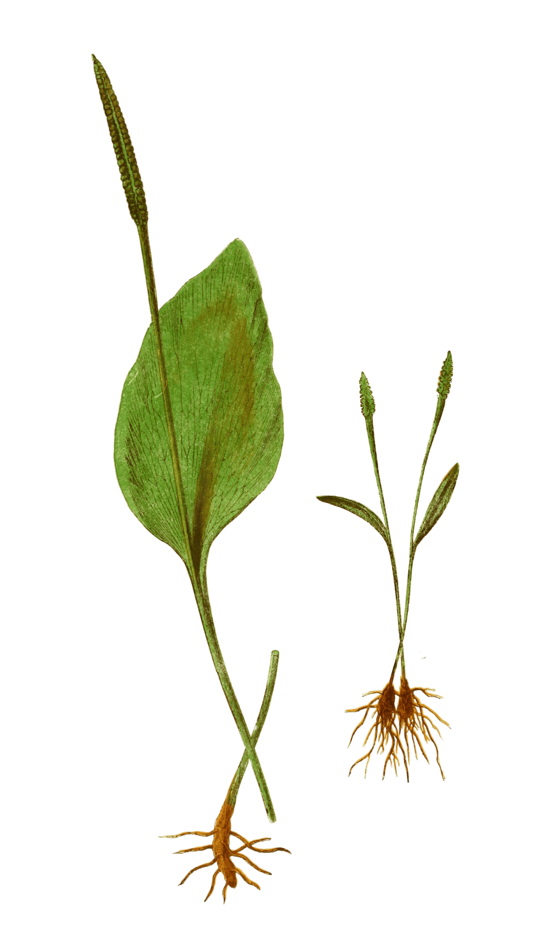 Ophioglossum Vulgatum Vintage Fern Illustrations