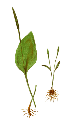 Ophioglossum Vulgatum Vintage Fern Illustrations