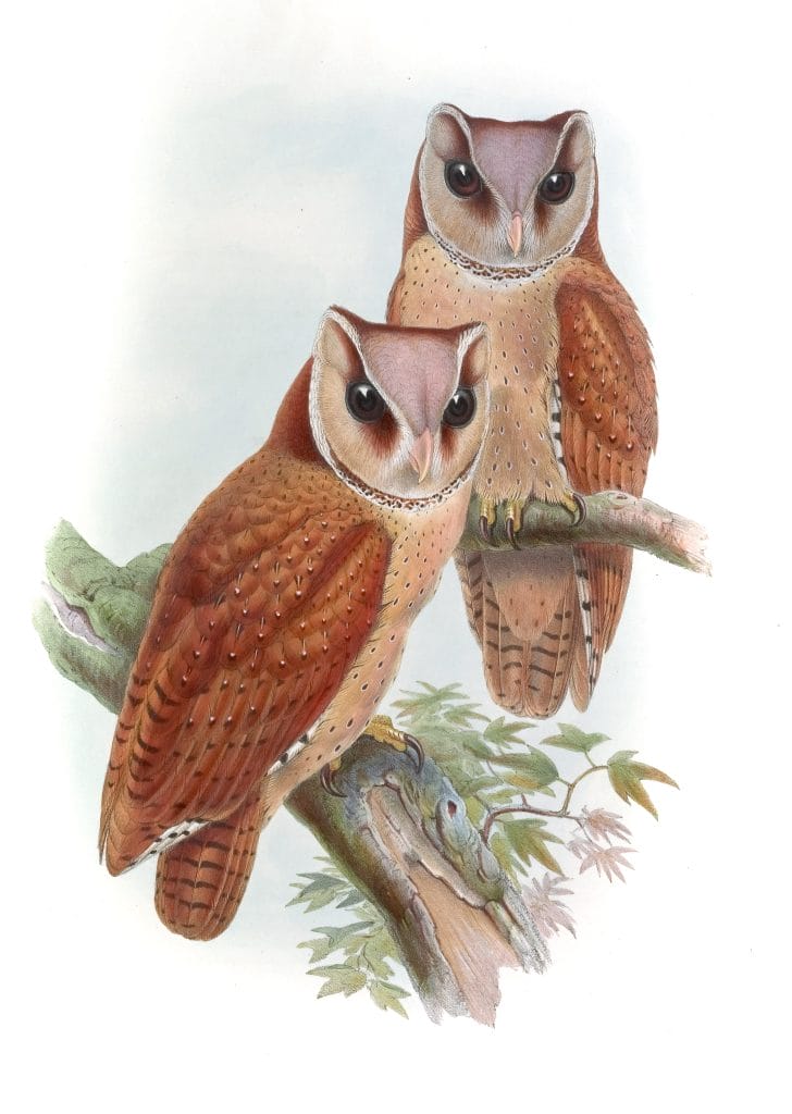 Oriental Bay Owl Phodilus Badius