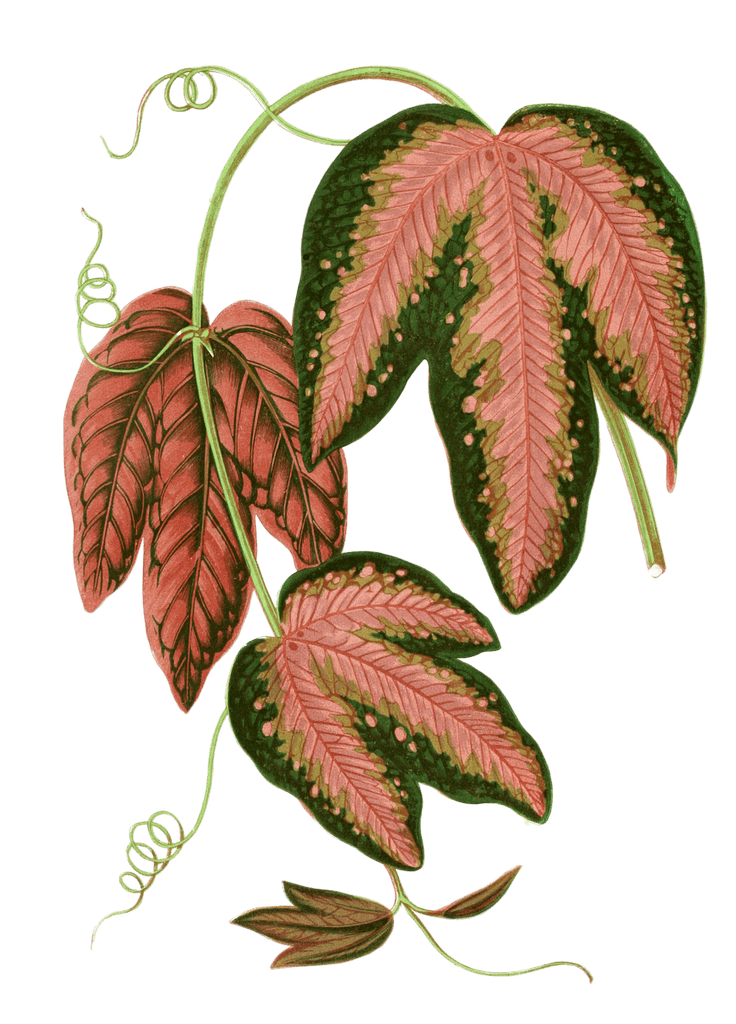 Passiflora Trifasciata Vintage Leaf Illustrations