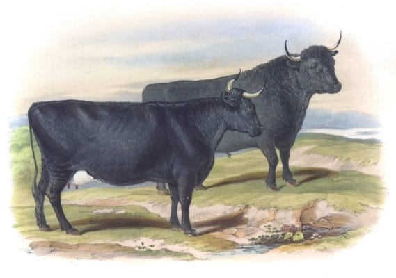 Pembroke Breed Vintage Illustrations Of Farm Animals Public Domain