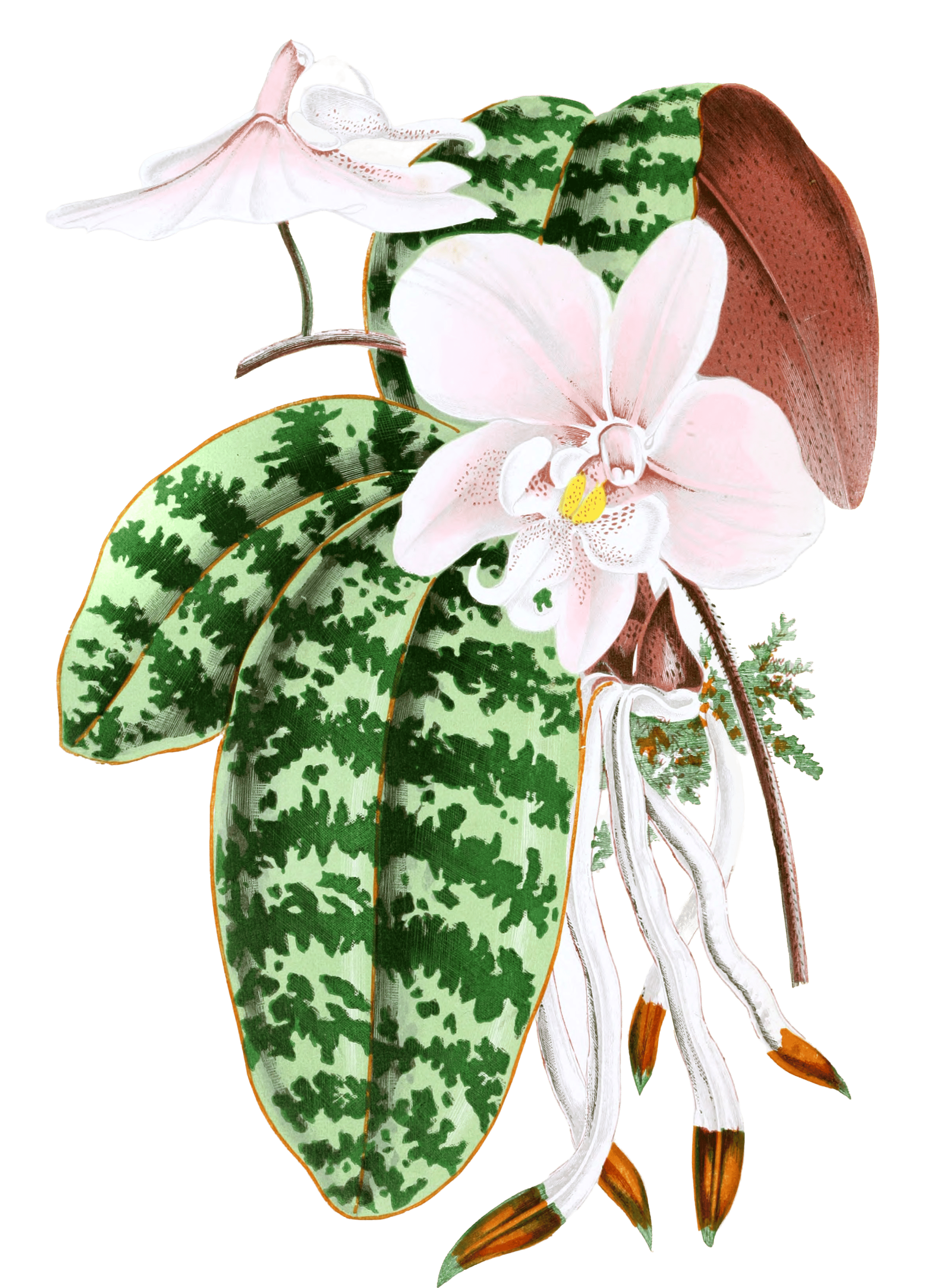 Phalaenpsis Schilleriana Vintage Leaf Illustrations