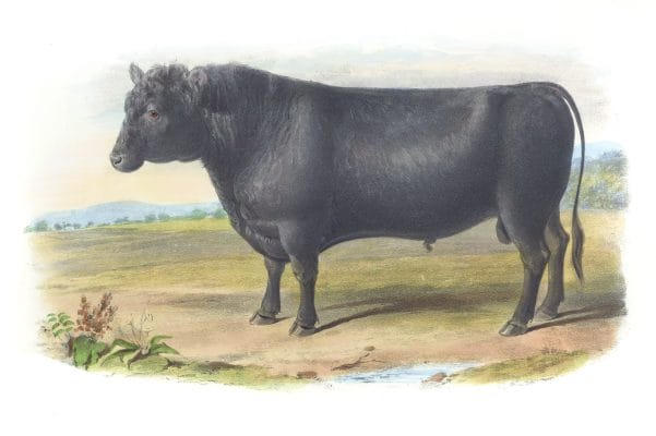 Polleo Angus Breed Vintage Illustrations Of Farm Animals Public Domain