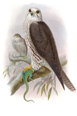 Saker Falcon Falco Sacer