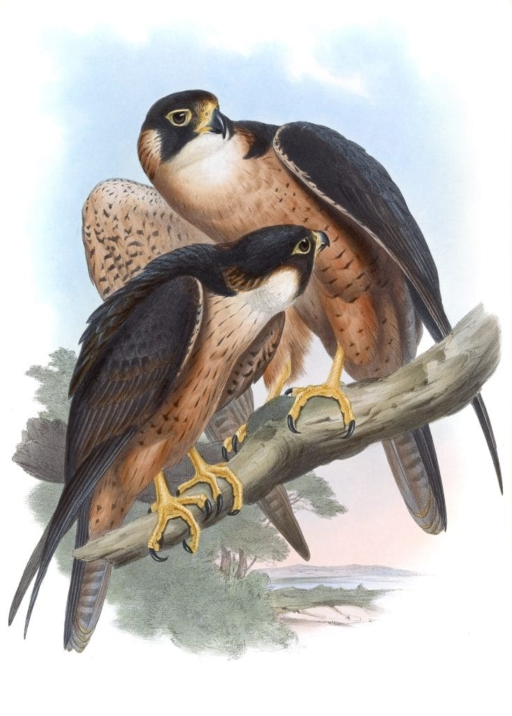 Shaheen Falcon Falco Peregrinator