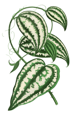 Smilax Macrophylla Vintage Leaf Illustrations