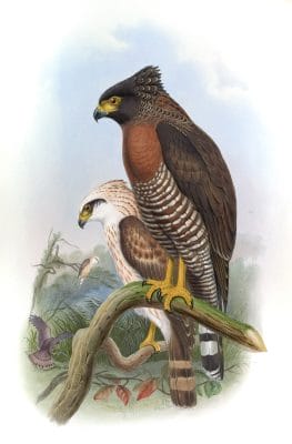 Sulawesi Serpent Eagle Spilornis Rufipectus