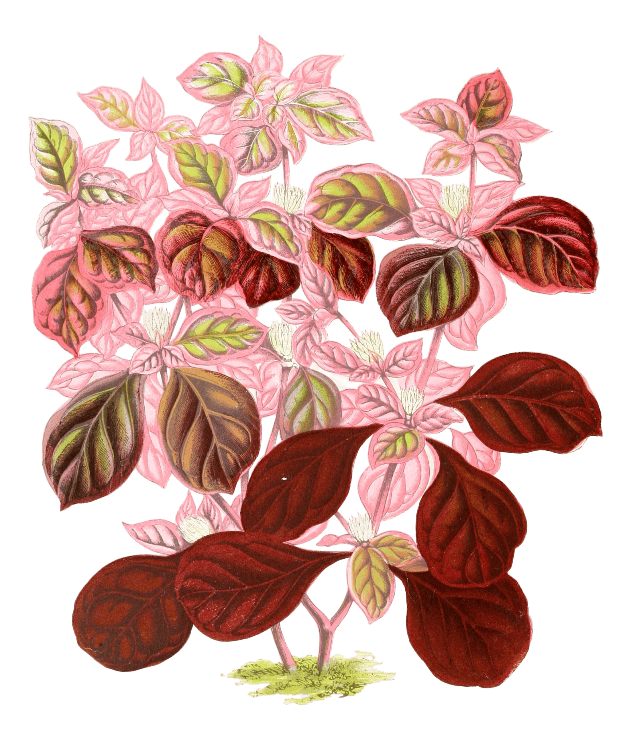 Teleianthera Ficoidea Vintage Leaf Illustrations